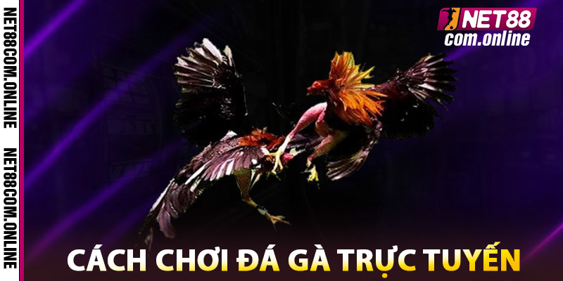 Cách Chơi Đá Gà NET88 Trực Tuyến